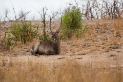 Südafrika_Wasserbock