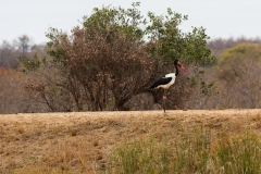 Südafrika_Sattelstorch