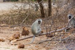 Südafrika_Affe
