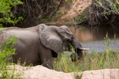 Südafrika_Elefant