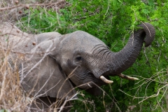 Südafrika_Elefant
