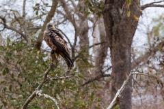 Südafrika_Greifvogel