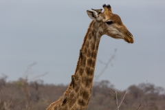 Südafrika_Giraffe