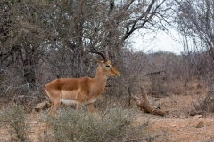 Südafrika_Impala