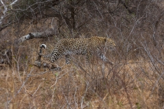 Südafrika_Leopard