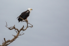 Südafrika_Adler