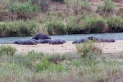 Südafrika_Flusspferde