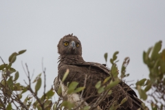 Südafrika_Adler