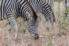 Südafrika_Zebra