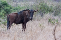 Südafrika_Gnu