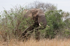 Südafrika_Elefant