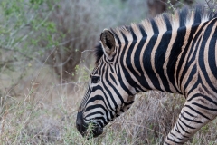 Südafrika_Zebra