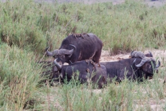 Südafrika_Wasserbüffel