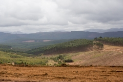 Südafrika_Forstwirtschaft