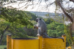 Südafrika_Affe