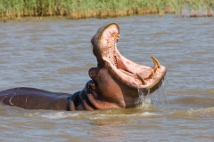 Südafrika_Flußpferdbulle