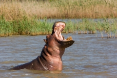 Südafrika_Flußpferdbulle