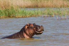Südafrika_Flußpferdbulle