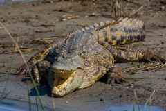Südafrika_Krokodil