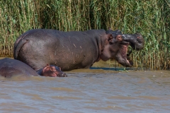 Südafrika_Flußpferd