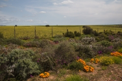 Südafrika_Oudthoorn