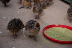 Südafrika_Oudthoorn