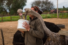 Südafrika_Oudthoorn