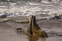 See Elefanten am Highway 1