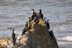 Highway 1 California