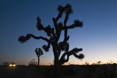 Joshua Tree NP USA