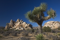 Joshua Tree NP USA