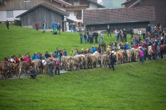 Viehscheid