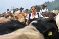 Viehscheid