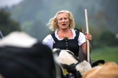 Viehscheid