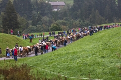 Viehscheid
