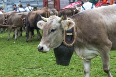 Viehscheid