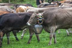 Viehscheid