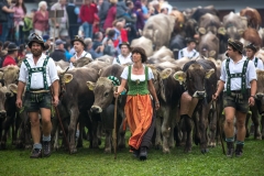 Viehscheid