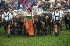 Viehscheid