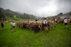 Viehscheid