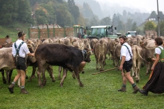 Viehscheid
