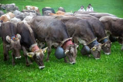 Viehscheid