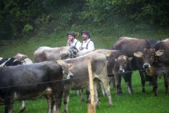 Viehscheid