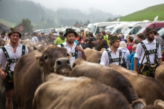 Viehscheid