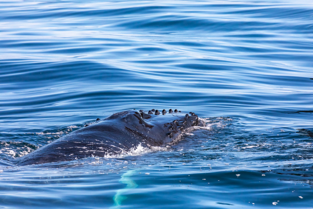 Kopf eines Buckelwals