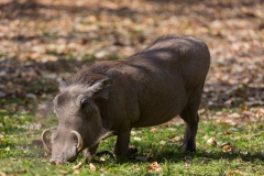 Warzenschwein