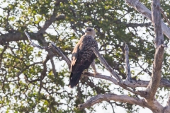 Raubvogel