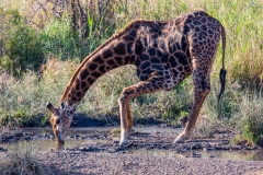 trinkende Giraffe