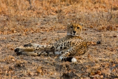 liegender Gepard