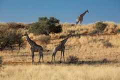 Giraffen